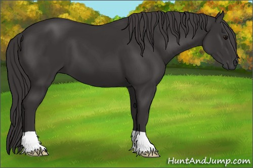 Horse Color: Smoky Black 