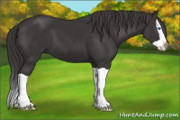 Horse Color:Buckskin Splash 