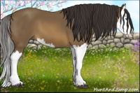 Horse Color:Buckskin Splash 