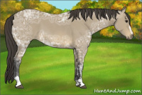 Horse Color:Buckskin Ice Roan Sabino