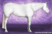 Horse Color:Liver Chestnut Appaloosa 