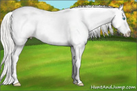 Horse Color:Silver Buckskin Pearl Snowcap Rabicano 