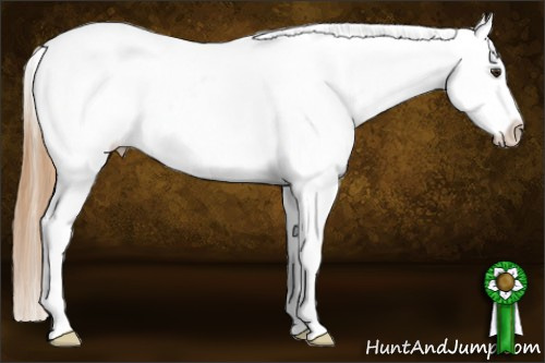 Horse Color: White Spotted Chestnut Near Leopard 