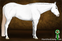Horse Color:White Spotted Chestnut Appaloosa 