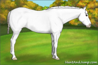 Horse Color:Black Appaloosa Rabicano
