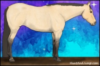 Horse Color:Buckskin Roan Dun 