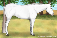Horse Color:White Spotted Grullo Appaloosa