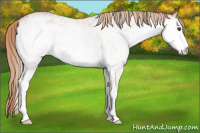 Horse Color:White Spotted Red Roan 