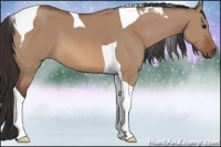Horse Color:Bay Dun Tobiano 