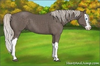 Horse Color:Silver Black Splash 