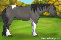 Horse Color:Grullo Tobiano