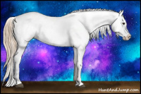 Horse Color:Chestnut Appaloosa 