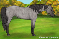 Horse Color:Smoky Grullo Roan 