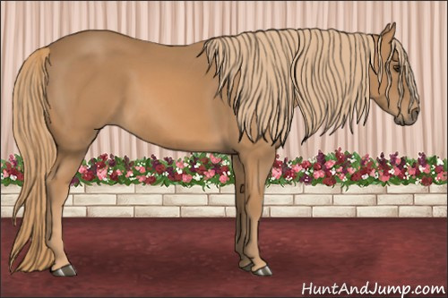 Horse Color: Chestnut 