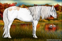 Horse Color:White Spotted Silver Bay Pearl Splash Rabicano
