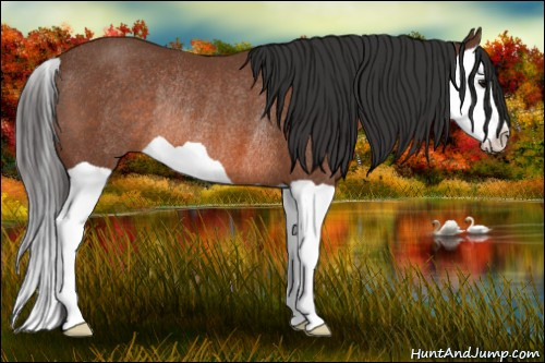 Horse Color: Bay Splash Rabicano 