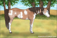 Horse Color:Bay Splash 