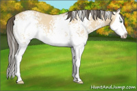 Horse Color:White Spotted Amber Cream Champagne Dun Splash 
