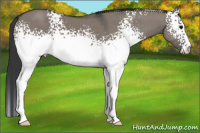 Horse Color:White Spotted Grullo Sabino 