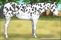Horse Color:White Spotted Blue Roan Splash Appaloosa 