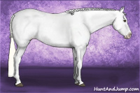 Horse Color:Palomino Leopard 