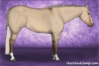 Horse Color:Silver Bay Dun Sabino