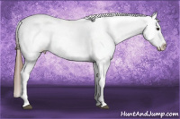 Horse Color:Bay Sabino Tobiano Appaloosa 