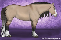 Horse Color:Bay Dun Splash 