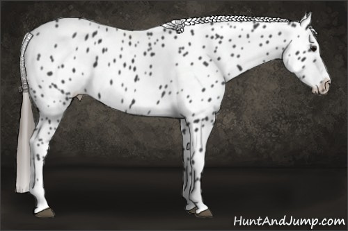 Horse Color: Black Sabino Leopard 