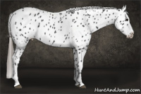 Horse Color:Black Sabino Leopard 