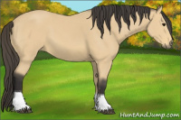 Horse Color:Buckskin Tobiano