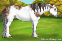 Horse Color:White Spotted Bay Splash Frame