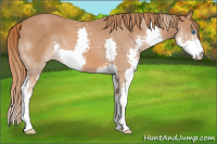 Horse Color:Chestnut Splash 