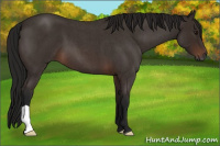 Horse Color:Gray Bay Roan 
