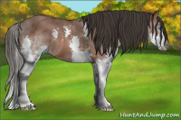 Horse Color:Bay Splash 
