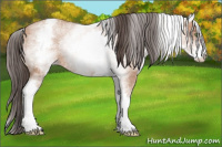 Horse Color:White Spotted Amber Champagne 