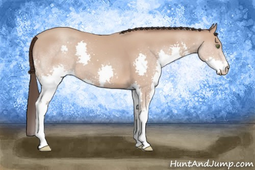 Horse Color: Amber Champagne Splash 