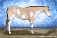 Horse Color:Amber Champagne Splash 