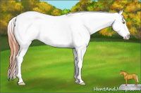 Horse Color:Amber Champagne Appaloosa 