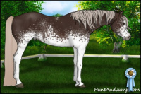 Horse Color:Gray White Spotted Silver Bay 