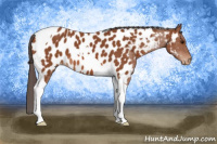 Horse Color:Bay Tobiano Near Leopard 