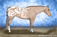 Horse Color:Bay Tobiano Blanket 