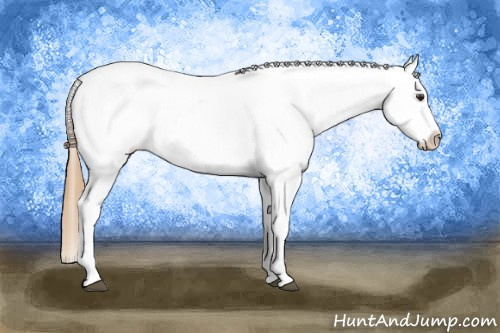 Horse Color: Red Dun Blanket 