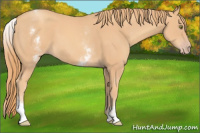 Horse Color:White Spotted Gold Champagne