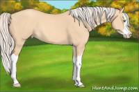 Horse Color:Silver Amber Champagne Dun Splash 