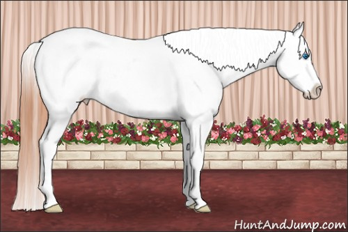 Horse Color: Bay Splash Varnish 