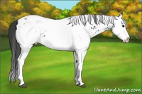 Horse Color:White Spotted Black Splash Appaloosa 
