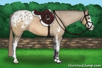 Horse Color:Buckskin Sabino Blanket 