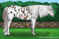 Horse Color:White Spotted Brown Frame Appaloosa Rabicano 