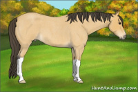 Horse Color:Buckskin Roan 